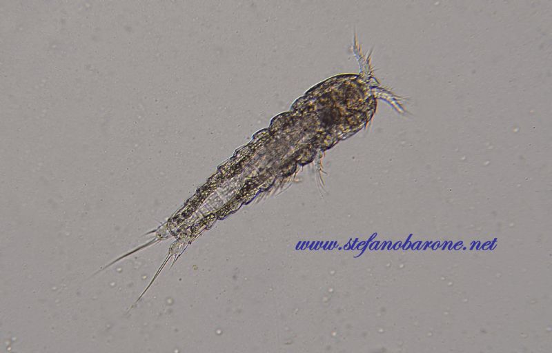 Copepode